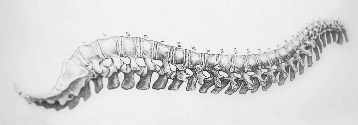 Chiropractic Livonia MI Spine Drawing A grey drawing of a spine.